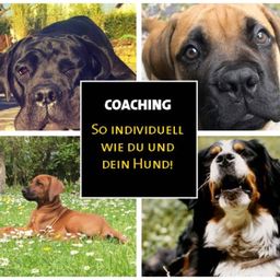 Daniela Hess Coach4dogs
