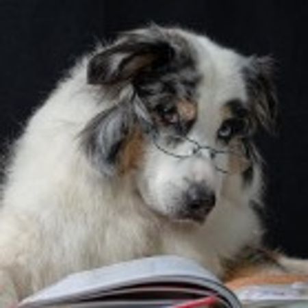 CD Traumhund 