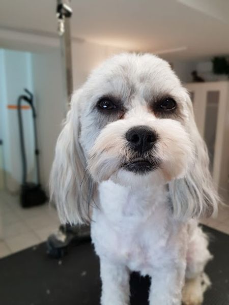 Hundefriseur Momo Nürnberg