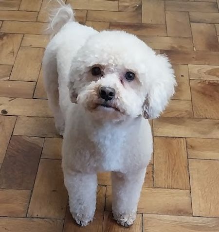 Hundefriseur Ulm - Miriam Schrade