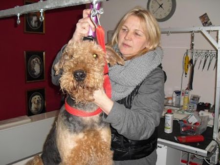 Hundesalon Fell Fein mit mobiler Tierbetreuung Hundefriseurschule