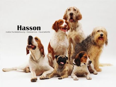 Hasson Mobile Hundebetreuung